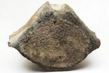 Fossil Whale Lumbar Vertebra - Yorktown Formation #214294-2